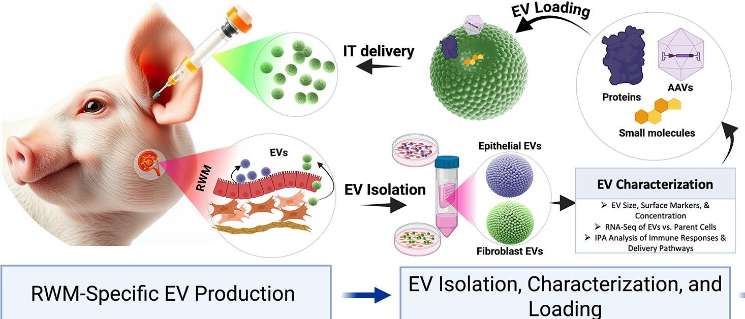 RWM EVs isolation and characterization
