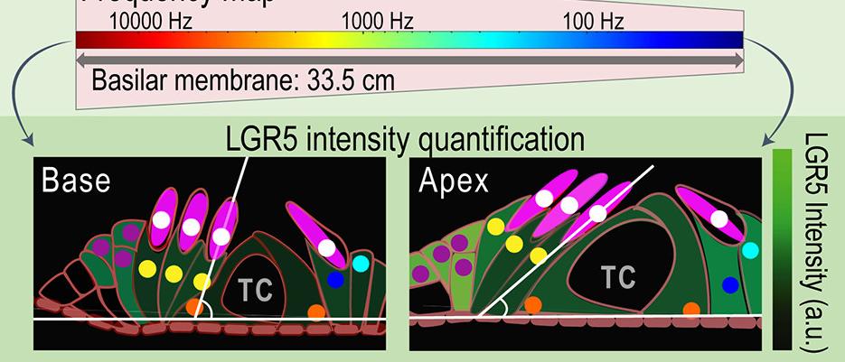 Schematic of  Ontogeny of LGR5 expression in porcine cochlea