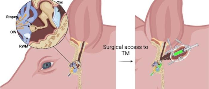 IT injection in pigs schematic