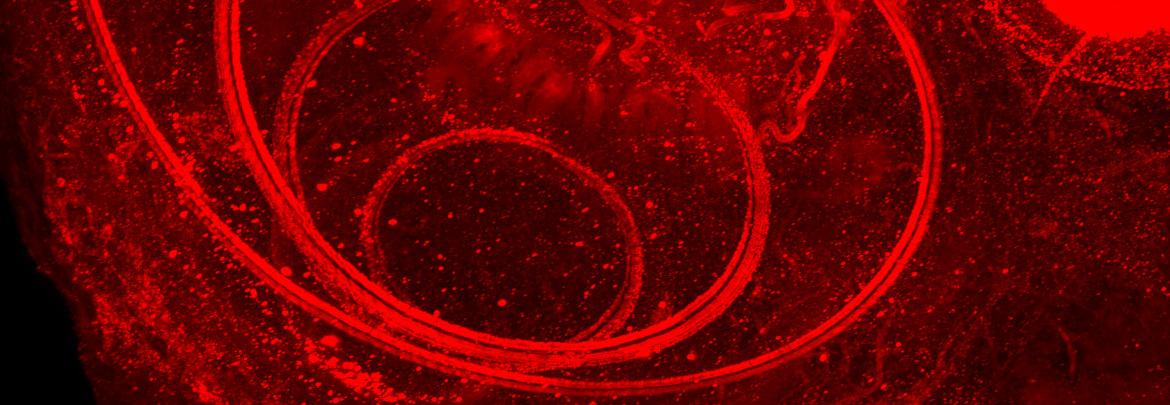 cochlea of a pig, MYO7a