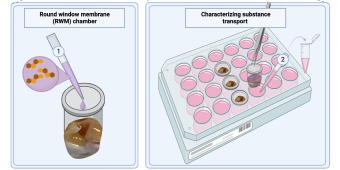 Ex-vivo round window membrane chamber-RWM
