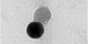 CD9 gold conjugated RWM exosome